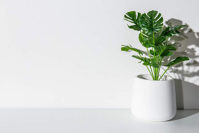 Planta monstera en una pared blanca